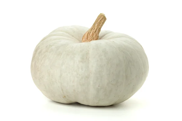 White pumpkin — Stock Photo, Image