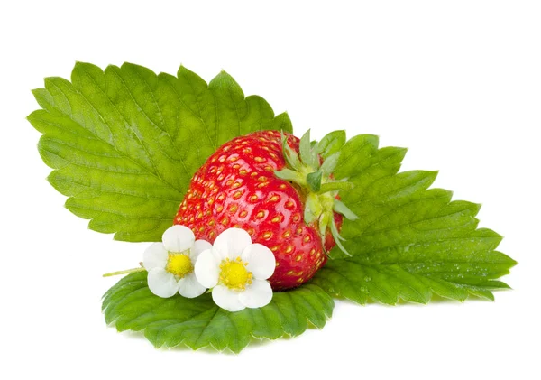 Erdbeerfrüchte mit grünen Blättern und Blüten — Stockfoto