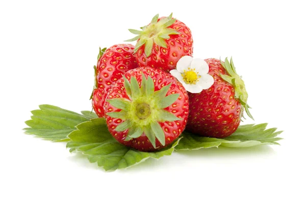 Strawberry fruits with flowers and green leaves — Stock Photo, Image