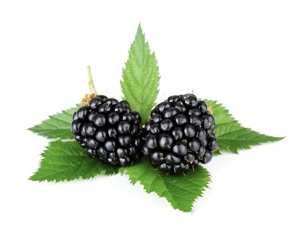 Ripe blackberry fruits — Stock Photo, Image