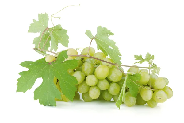 White grapes with leaves — Stock Photo, Image