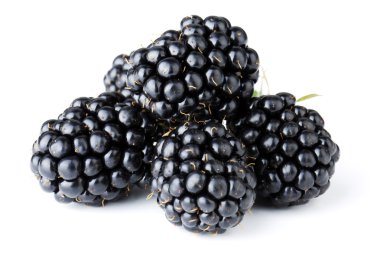 Ripe blackberry fruits clipart