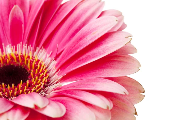 Ροζ λουλούδι closeup — Φωτογραφία Αρχείου