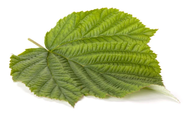Malina zelený list — Stock fotografie