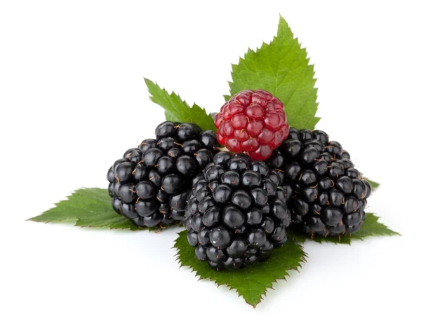 Ripe blackberry with leaves — Stock Photo, Image
