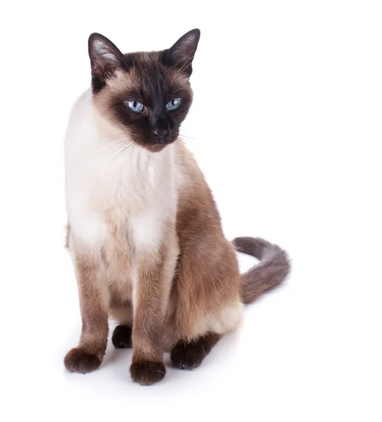 Siamese cat — Stock Photo, Image