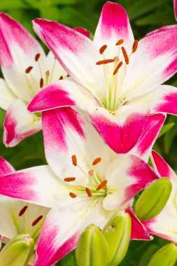 Beautiful pink hemerocallis flowers clipart