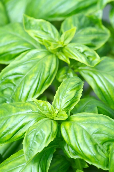Gros plan sur les feuilles de basilic vert frais — Photo