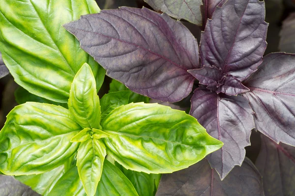 Свежие зеленые и фиолетовые листья базилика крупным планом — стоковое фото
