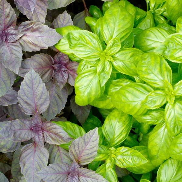 stock image Fresh green basil leaves close-up