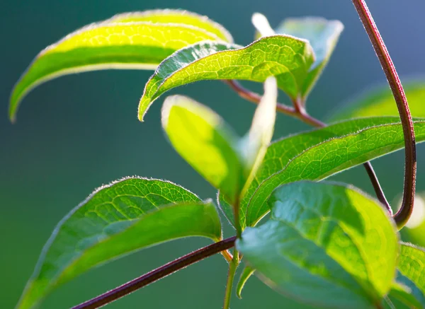 Свежие зеленые листья крупным планом — стоковое фото
