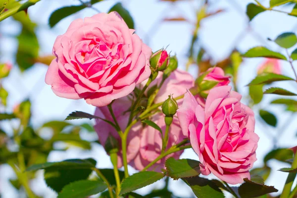 stock image Beautiful pink roses blooming in a garden