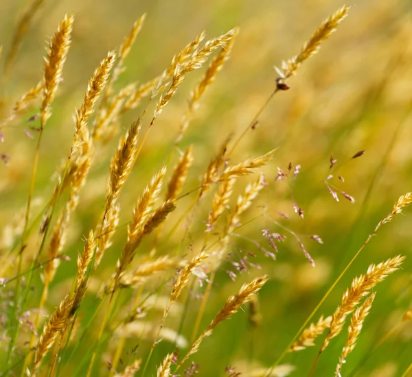 Grama de trigo prado amarelo selvagem — Fotografia de Stock
