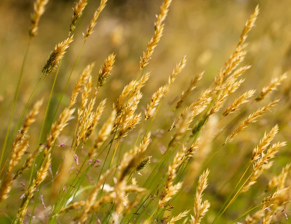 Divoká louka pšenice tráva — Stock fotografie