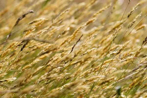 Wild meadow wheat grass — Stock Photo, Image