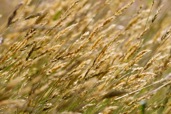Vilda ängen vetegräs — Stockfoto