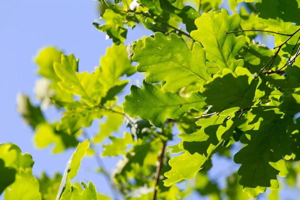 Grüne Eichenblätter gegen blauen Himmel — Stockfoto