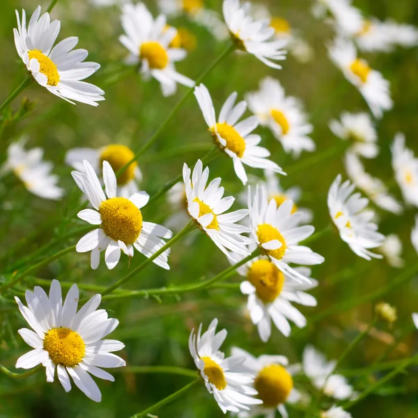 Sunny Heřmánek květiny close-up — Stock fotografie