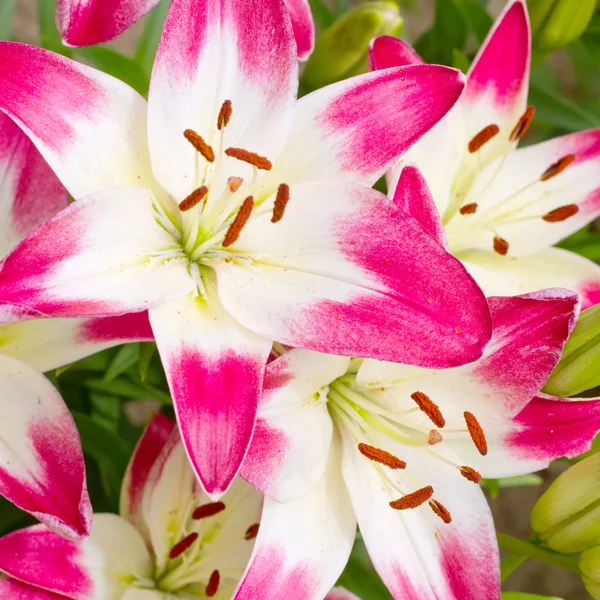 Όμορφη hemerocallis ροζ λουλούδια — Φωτογραφία Αρχείου