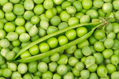 Fresh green pea pod on a pea grains pile clipart