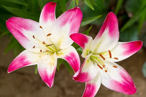 Mooie roze hemerocallis bloemen — Stockfoto