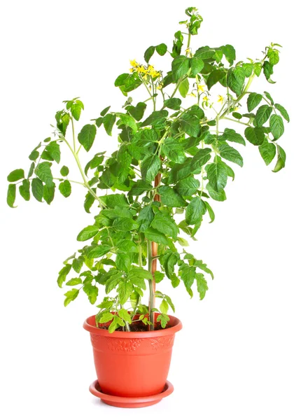 Beyaz izole bir saksıyı büyüyen domates bitki — Stok fotoğraf
