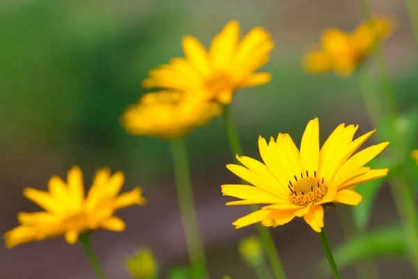 Hermoso amarillo flores primer plano — Foto de Stock