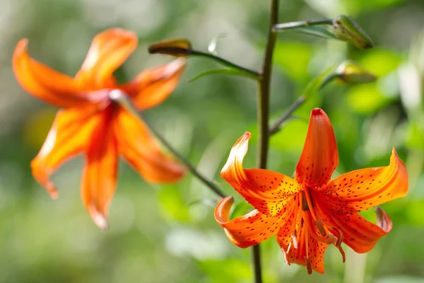 Beautiful orange flowers — Stock Photo, Image
