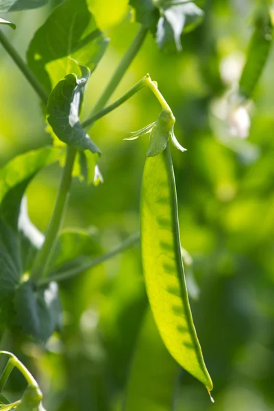 Frische grüne Erbsenschale auf einem Strauch — Stockfoto