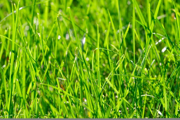 Heldere levendige groene gras close-up — Stockfoto