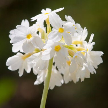 bir bahçede çiçek açan küçük beyaz çiçekler
