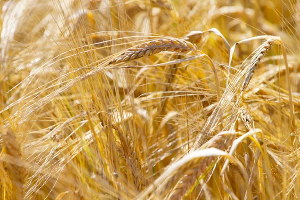 Nahaufnahme von goldenen Ähren aus Weizen — Stockfoto