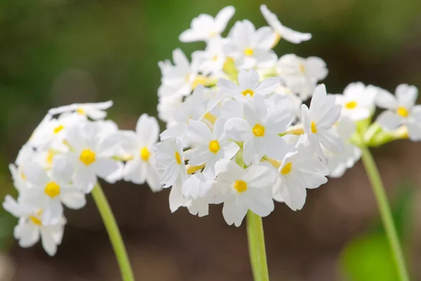 Małe całkiem białe kwiaty kwitnące w ogrodzie — Zdjęcie stockowe