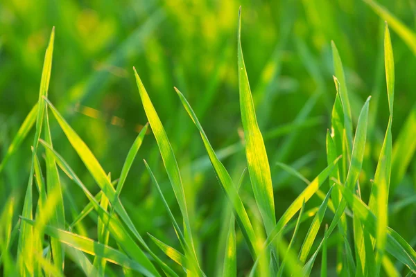 鮮やかな緑の芝生のクローズアップ — ストック写真