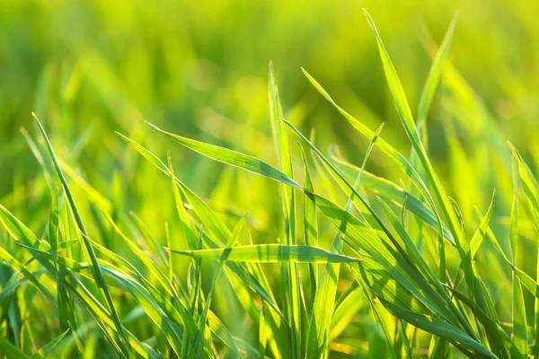Brillante hierba verde vibrante primer plano —  Fotos de Stock