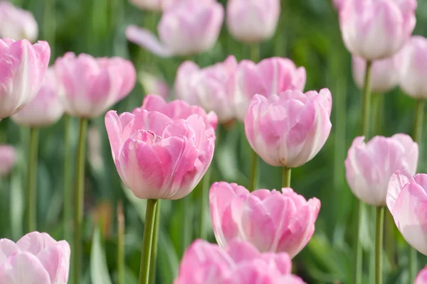 stock image Beautiful pink blooming tulips