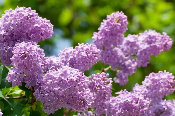 Floração ramo de árvore lilás — Fotografia de Stock