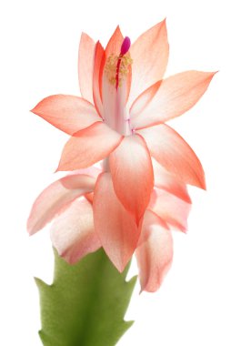 Schlumbergera on white background clipart