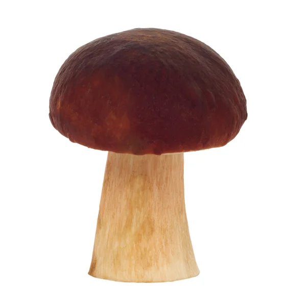 Cogumelos no fundo branco — Fotografia de Stock