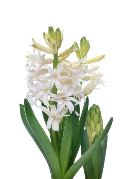 Vit hyacint på vit bakgrund — Stockfoto