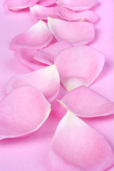 Rose petals on pink background — Stock Photo, Image