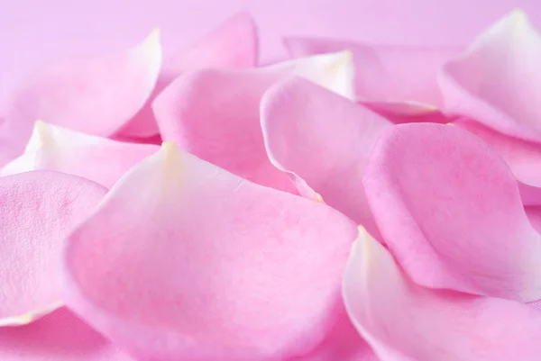 玫瑰花瓣粉红色背景上 — 图库照片