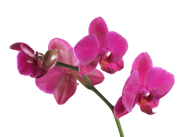 Orchidée sur fond blanc — Photo