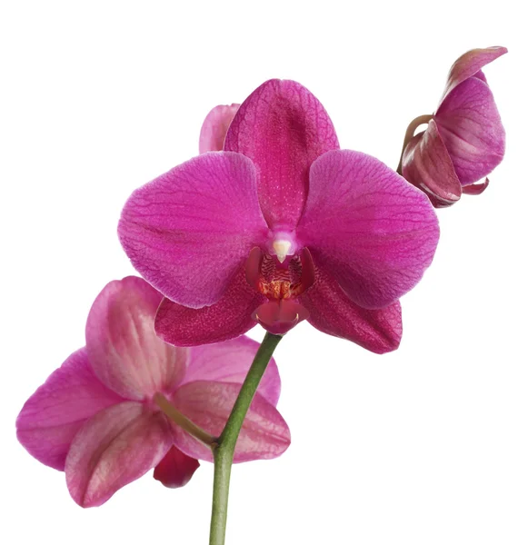 Orkide beyaz zemin üzerine — Stok fotoğraf