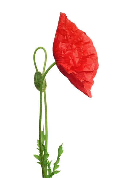 Red poppy on a white background — Stock Photo, Image