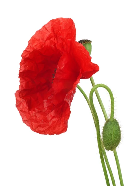 Red poppy on a white background — Stock Photo, Image