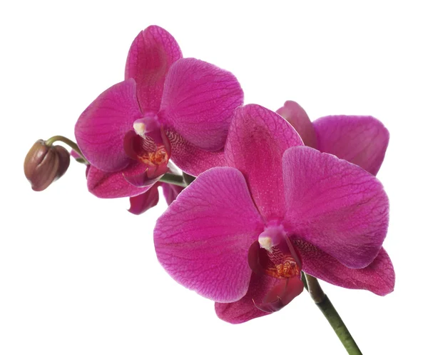 Orchidee auf weißem Hintergrund lizenzfreie Stockbilder