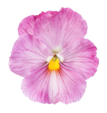 Pink pansy on white background clipart