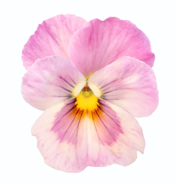 Růžová maceška na bílém pozadí — Stock fotografie
