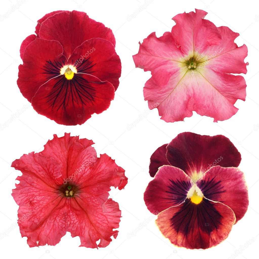Set of various red flowers on white background